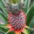 aparticularpineapple